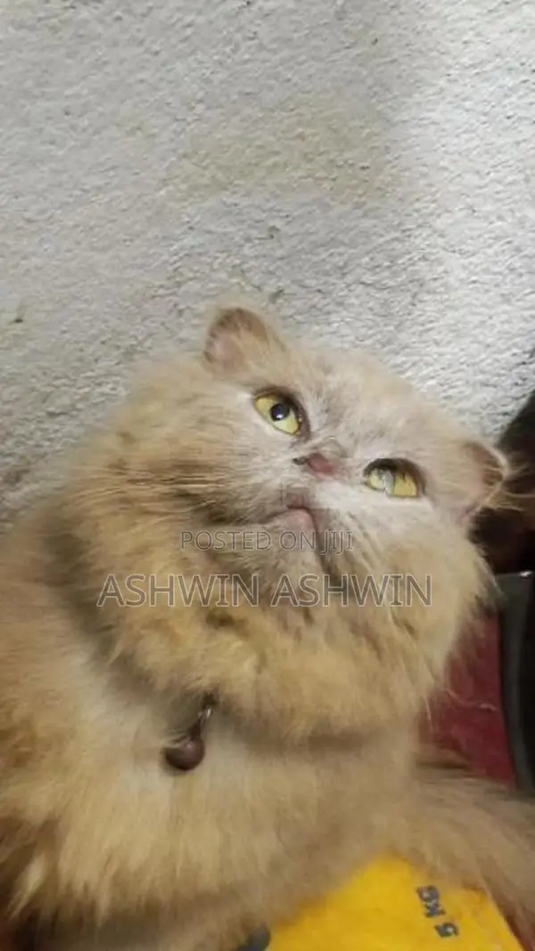British Long Hair Kitten