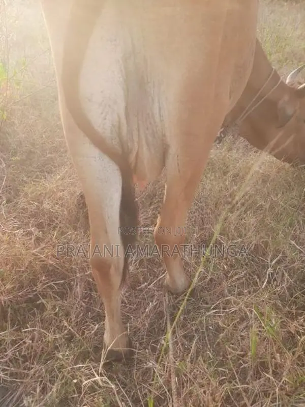 ඉක්මනින් විකිණීමට