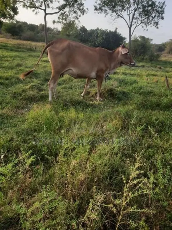 ඉක්මනින්ම විකිණීමට