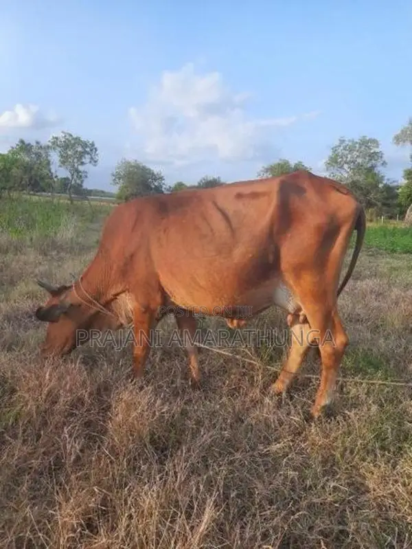 ඉක්මනින් විකිණීමට
