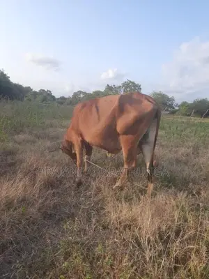 ඉක්මනින් විකිණීමට