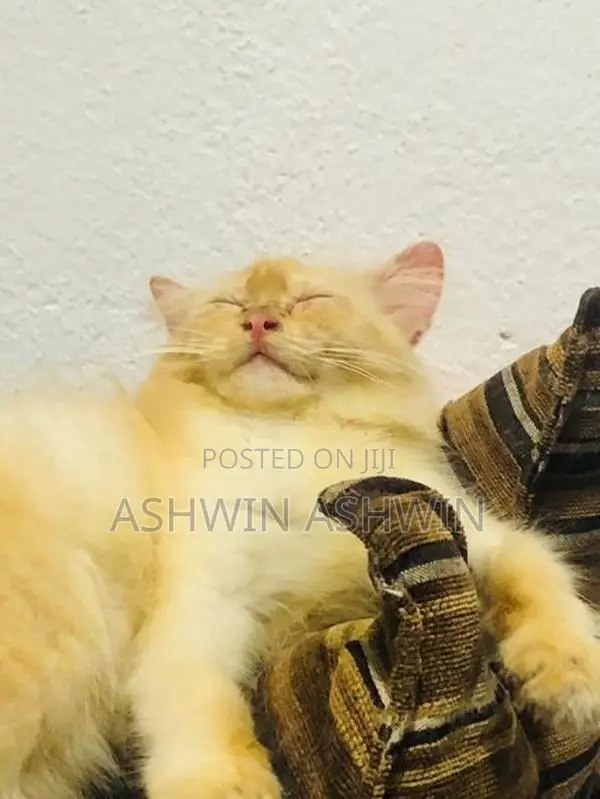 Scottish straight Cat