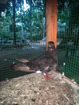 Racer Pigeon