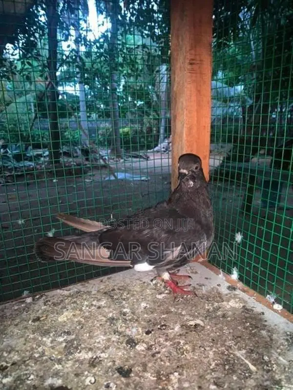 Racer Pigeon