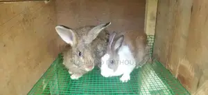 Rabbits