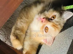 Scottish straight Cat