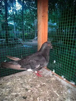 Racer Pigeon
