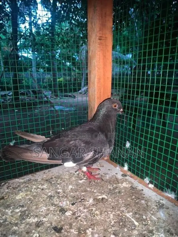Racer Pigeon