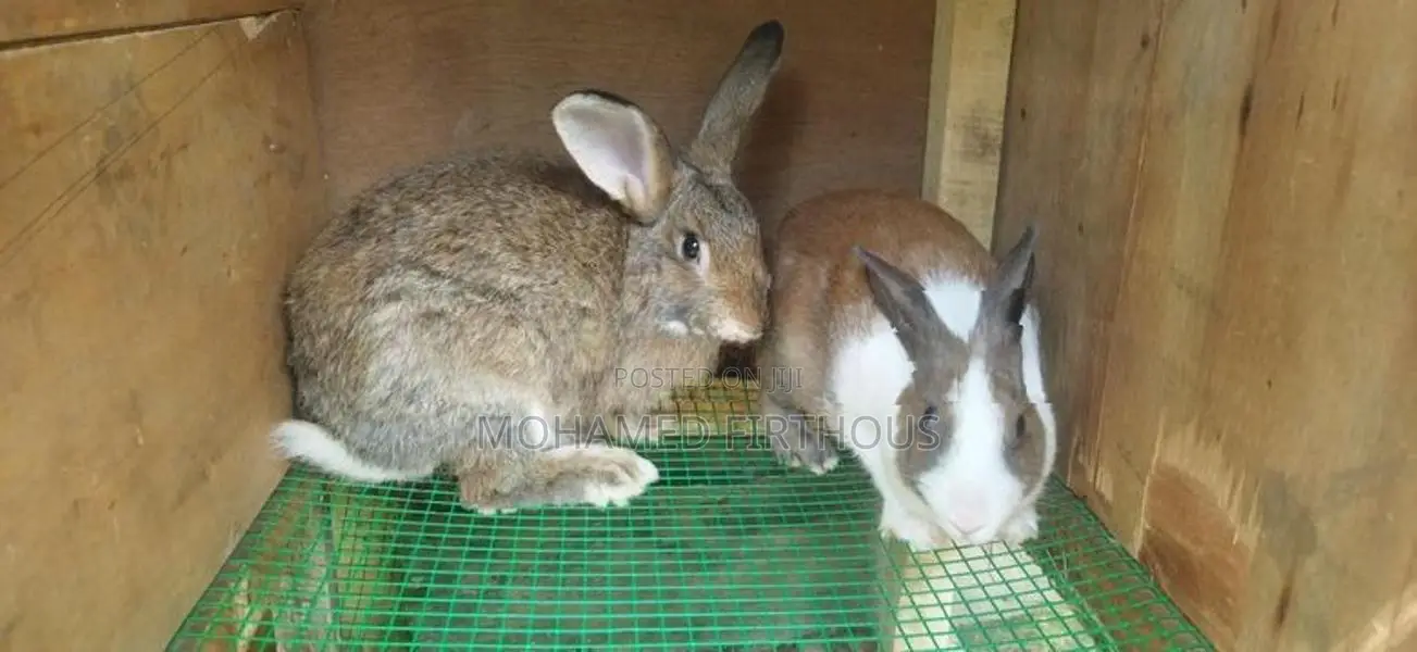 Rabbits