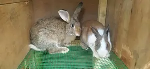 Rabbits