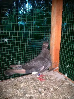 Racer Pigeon