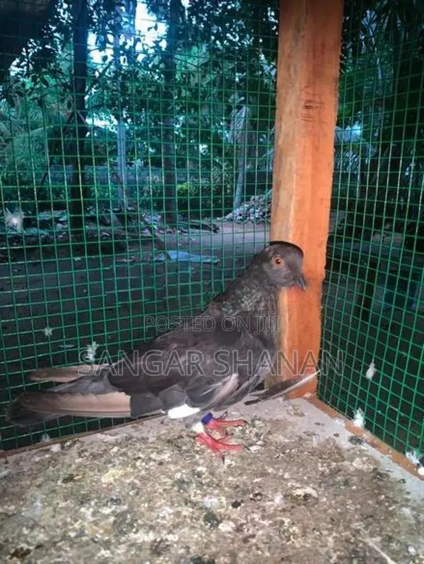 Racer Pigeon