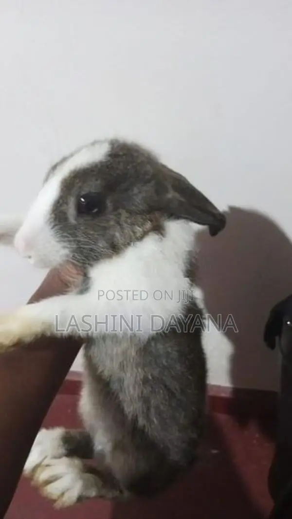 Rabbits