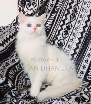 Odd Eye Persian Cat
