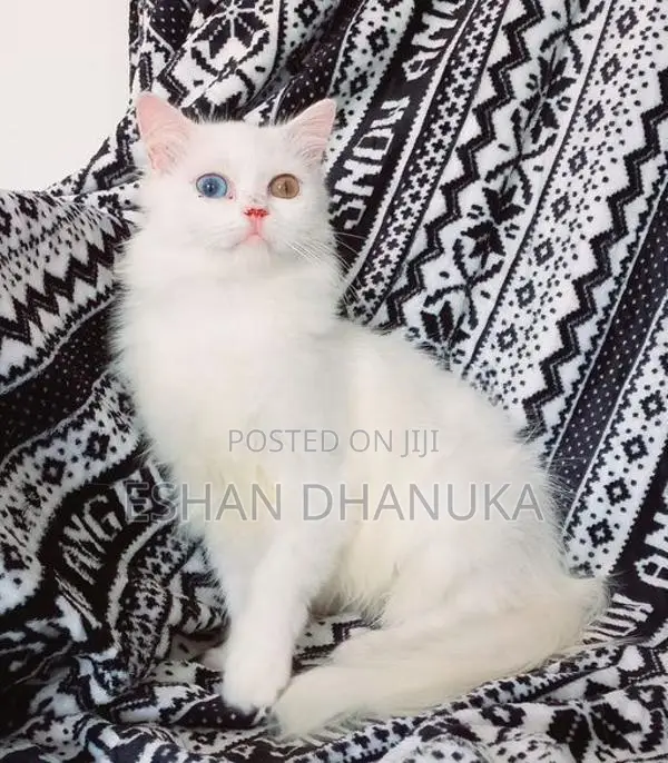 Odd Eye Persian Cat