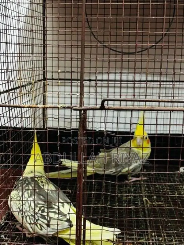 Cockatiel Birds