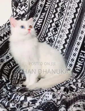 Odd Eye Persian Cat