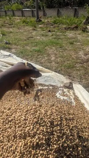 Peanut