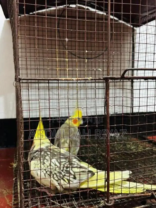 Cockatiel Birds
