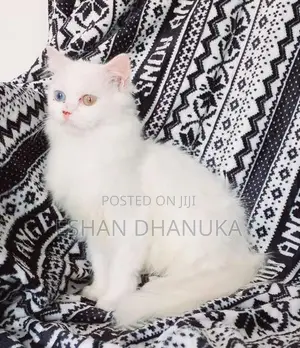Odd Eye Persian Cat