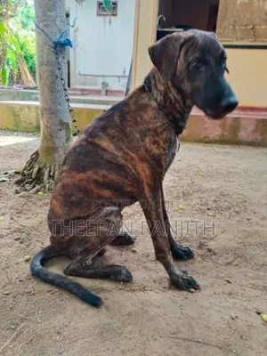 Labrador Mixed Dog