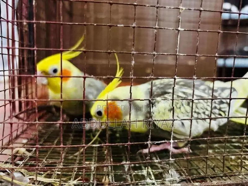 Cockatiel Birds