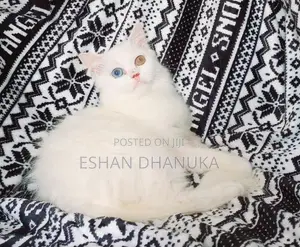Odd Eye Persian Cat