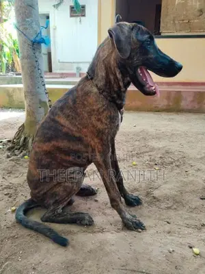 Labrador Mixed Dog