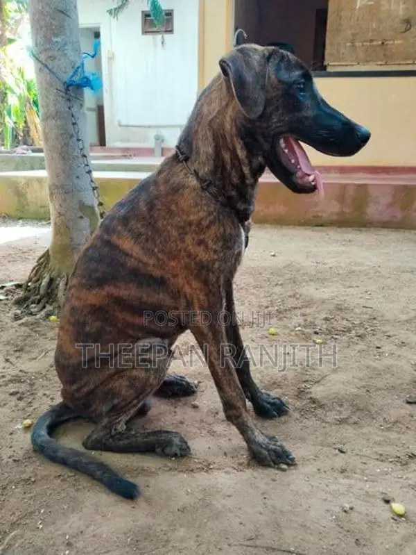 Labrador Mixed Dog