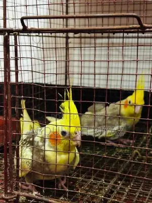 Cockatiel Birds