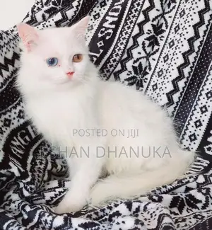 Odd Eye Persian Cat