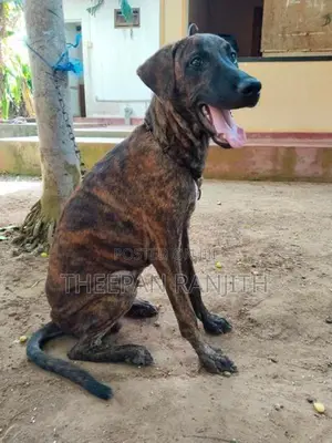 Labrador Mixed Dog