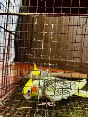 Cockatiel Birds