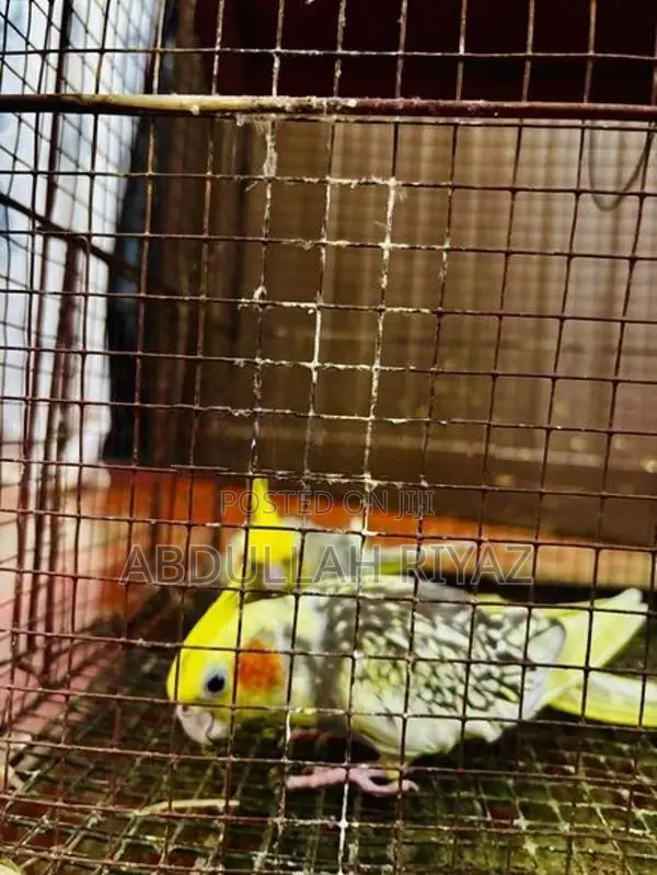 Cockatiel Birds