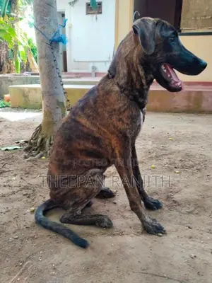 Labrador Mixed Dog