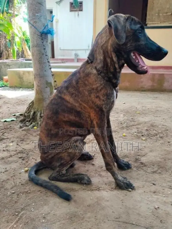 Labrador Mixed Dog