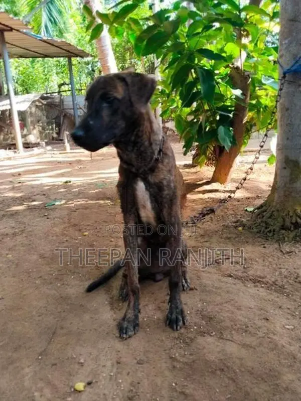 Labrador Mixed Dog