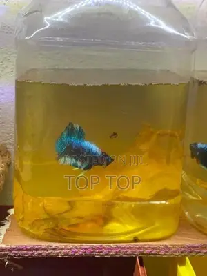 New plakat betta fish