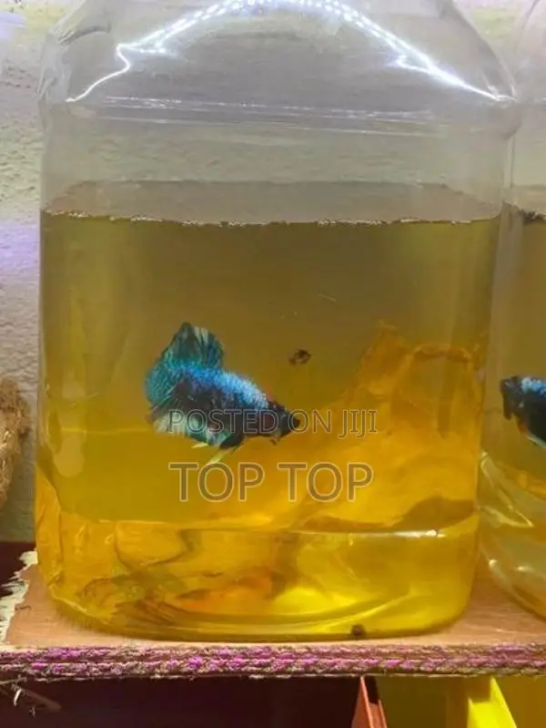 New plakat betta fish