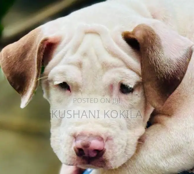American Bully XL Puppies