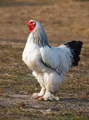 Brahma Rooster