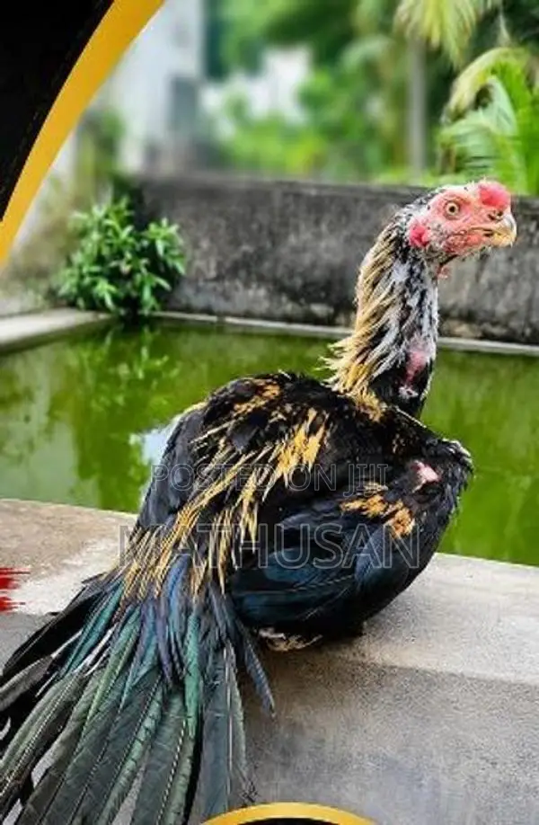 Parrot beak Rooster