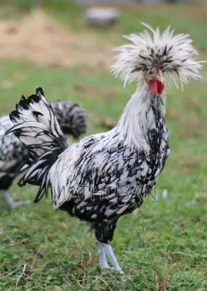 polish cap rooster