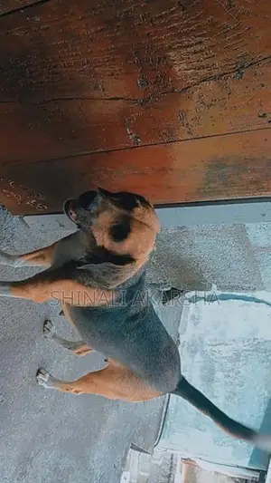 Beagle female dog