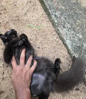 persian kitten
