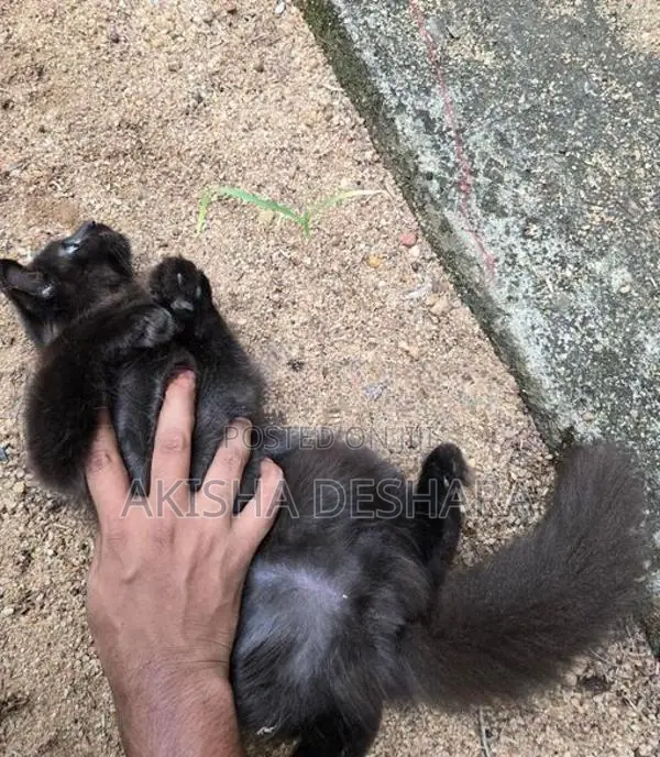 persian kitten