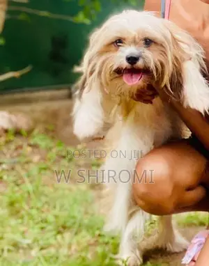 Female Shih Tzu Puppy