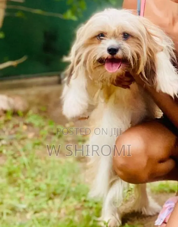 Female Shih Tzu Puppy