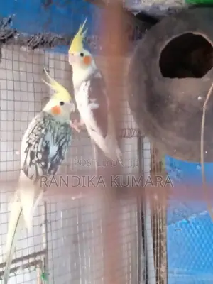 Cockatiel Bird