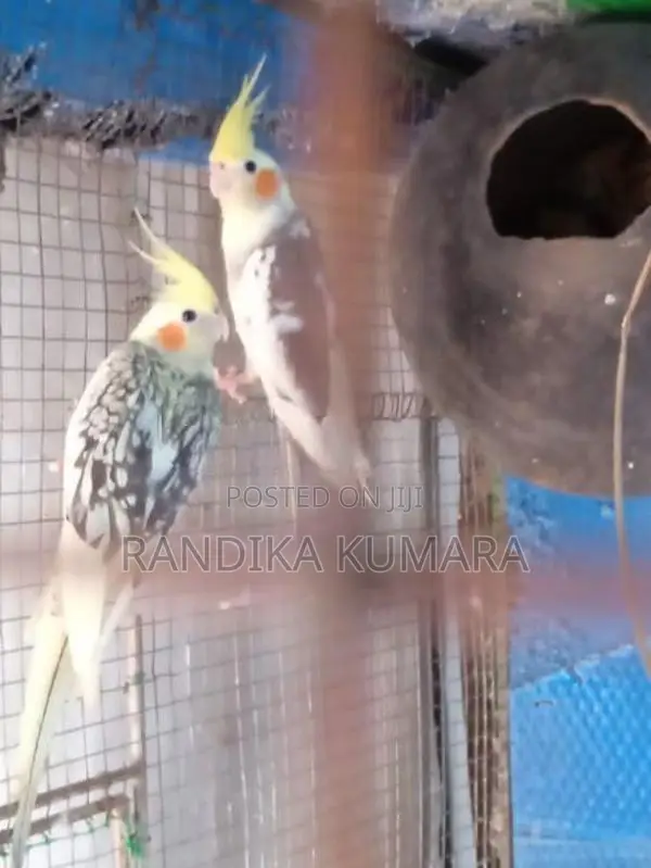 Cockatiel Bird